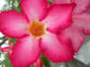 Bloemetje.JPG (299752 bytes)