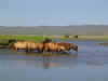 Lekker zwemmen.JPG (133033 bytes)