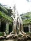 Jungletempel.JPG (270712 bytes)